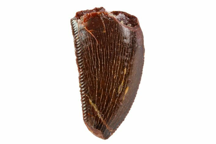 Serrated, Raptor Tooth - Real Dinosaur Tooth #109491